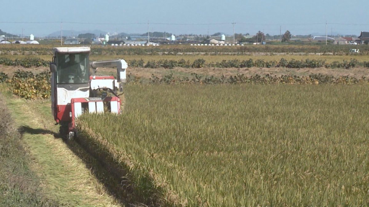 논에 가루쌀 심으면 지원금…전략작물직불제 시행