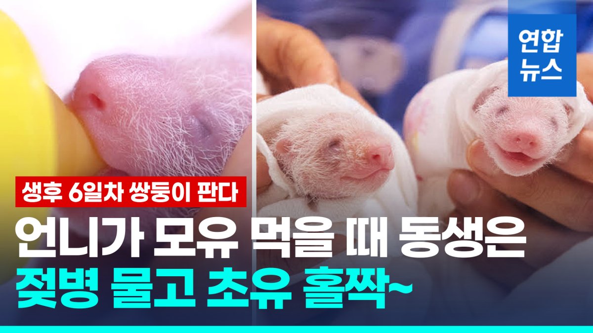 [영상] 엄마 젖도 함께 먹냐고요?…초유 먹는 쌍둥이 판다 '김치'