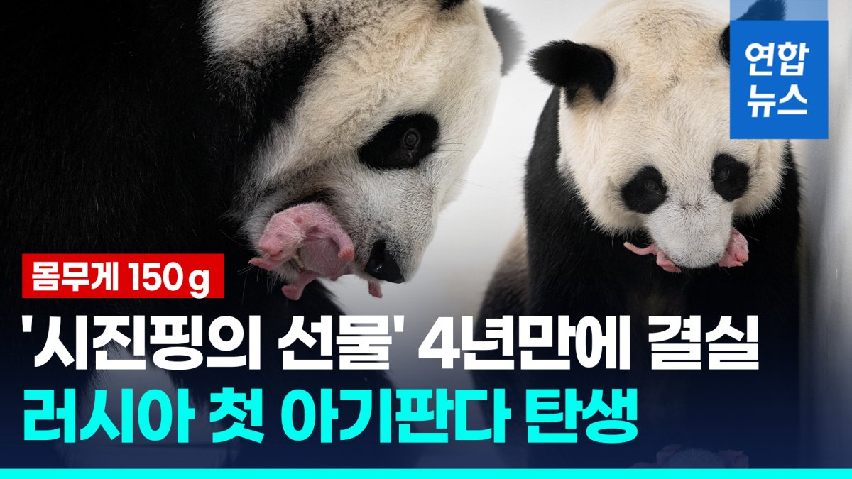 [영상] 러시아에서 첫 판다 출산…중국서 데려온 커플 '2세'