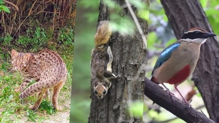 삵·하늘다람쥐·팔색조…우리땅 멸종위기 야생동물