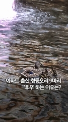 [영상] 서울 응암동 아파트에 날아온 청둥오리…9마리 새끼와
