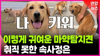 [영상] 사람 무서운 마약탐지견 '미로'…특별한 훈련 방법은?