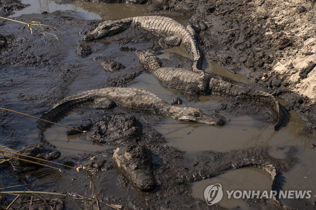 19일(현지시간) 아르헨티나 산불 현장 인근의 악어들