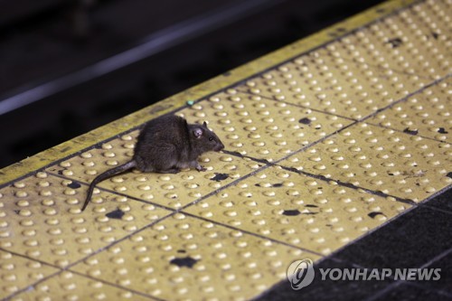뉴욕 타임스스퀘어의 지하철역에서 먹이를 찾는 쥐