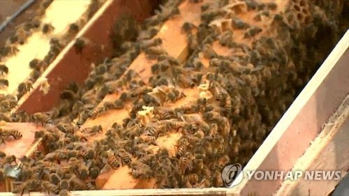 농식품부 "2∼3월 참외·수박 화분매개 꿀벌 부족할수도"