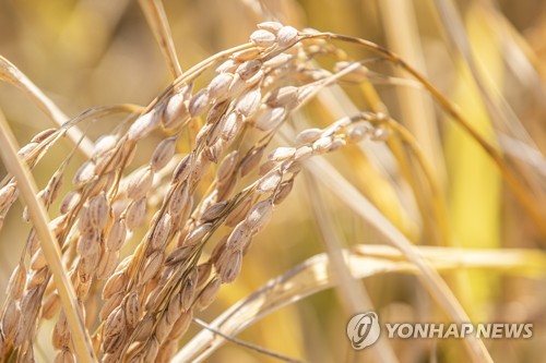 انخفاض مساحة حقول الأرز في كوريا الشمالية بمقدار 0.8% في عام 2022
