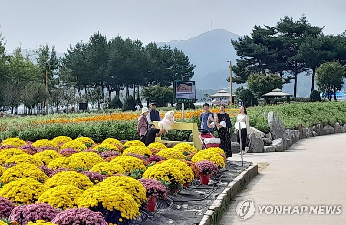 가평 자라섬 가을꽃 축제