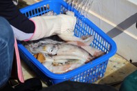 오징어 찾아 동해서 서해로, 다음은 어디로