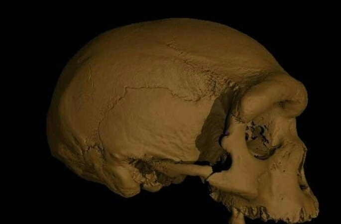 중국 하얼빈에서 발견된 '호모 롱기' 두개골
