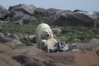 얼음 녹자 인간 거주지 접근하는 북극곰…캐나다, 경보체계 도입