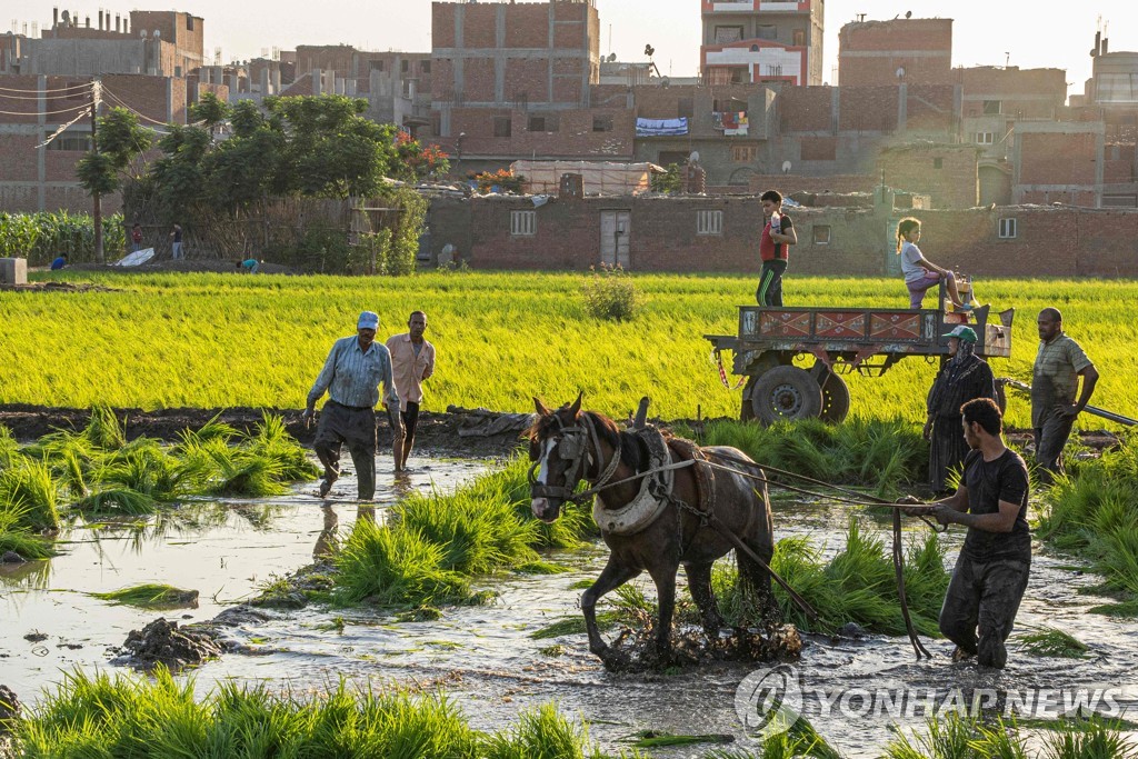 지난 6월 이집트 농부들이 모내기를 하는 모습