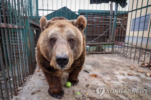 철창을 벗어나 세상 밖으로 나오게 된 불곰 '마크'