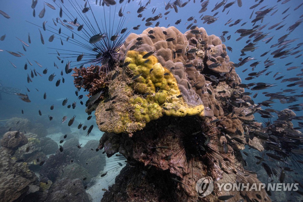 황색띠병 감염된 산호초