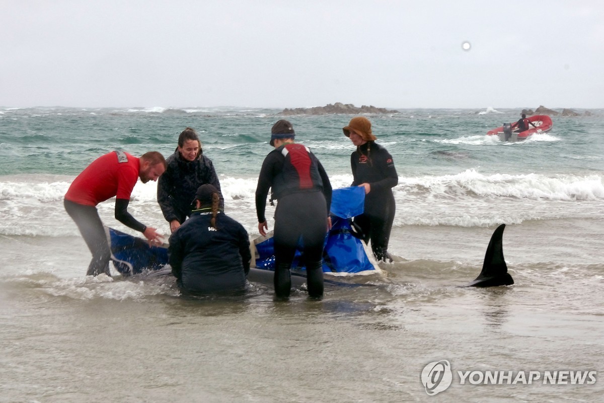 호주 해변 좌초 돌고래떼