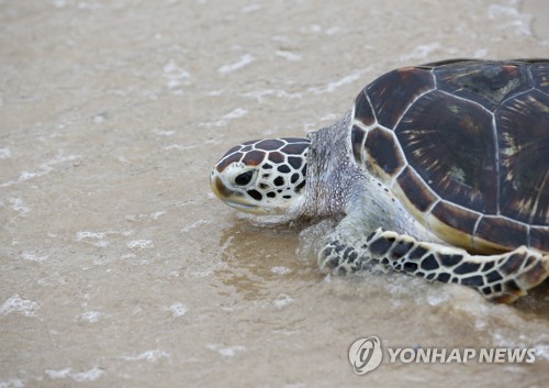 말레이서 구조된 바다거북, 필리핀 식당서 '고깃덩어리'로 발견