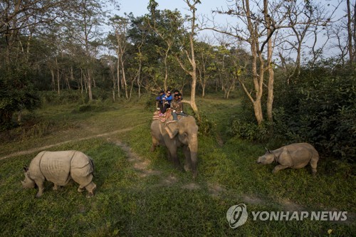 2017년 12월 네팔 치트완 국립공원에서 코끼리에 탄 여행객들이 외뿔 코뿔소를 지나치고 있다.