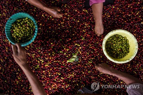 인도네시아 엘니뇨 가뭄에 커피 원두 생산도 급감 전망