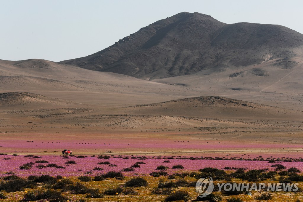 칠레 아타카마 사막에 핀 꽃