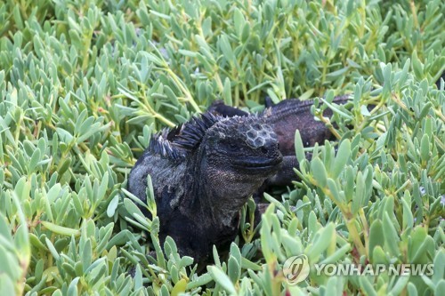 에콰도르 갈라파고스 제도의 바다이구아나