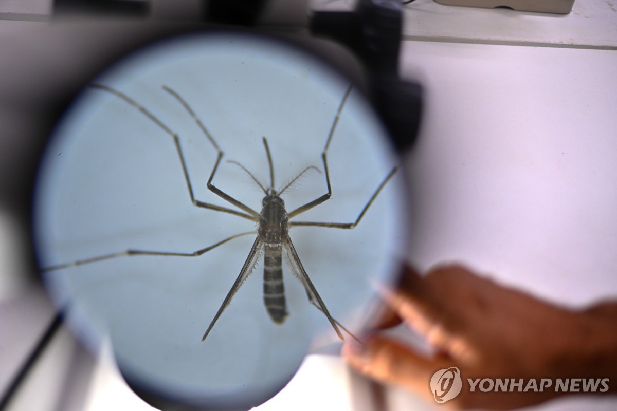 브라질 브라질리아 대학 실험실에서 이집트 숲 모기를 연구하는 모습