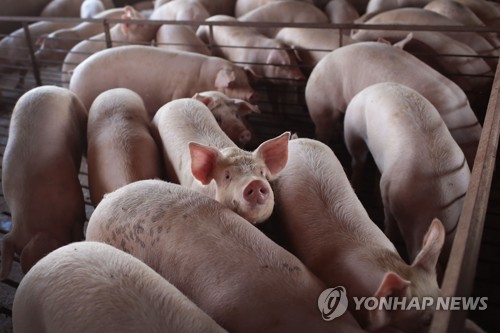"동물권 보호" vs "돼지고기 소비자 피해"…캘리포니아 소송전