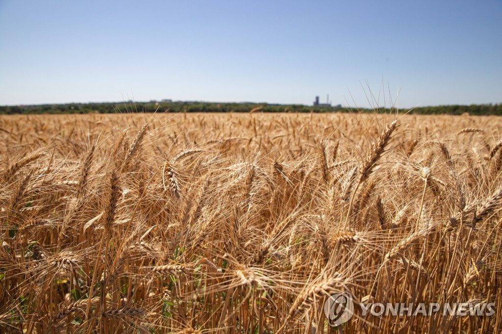 '세계의 빵바구니' 우크라이나 밀밭
