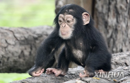 어린 침팬지