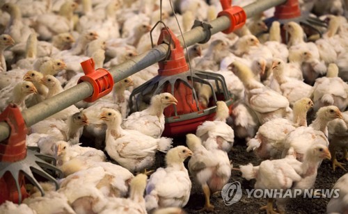 "치킨에게도 복지를"…英 KFC, 新유럽양계복지 기준 준수 약속