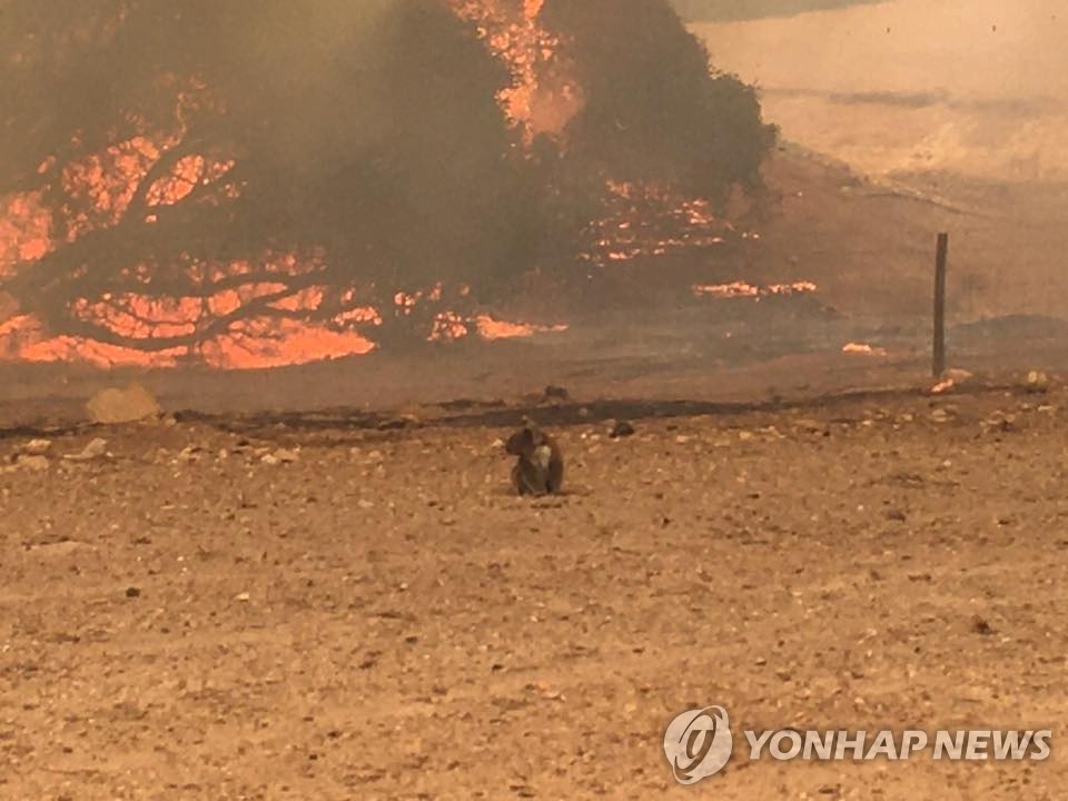  호주 산불 현장에서 오도가도 못한 채 고립된 코알라의 모습이라며 9일 소셜미디어에 공개된 사진