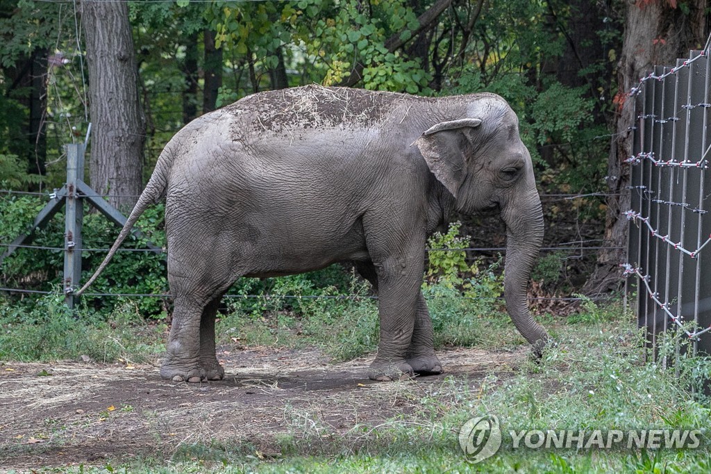 브롱크스 동물원에 있는 코끼리 '해피'