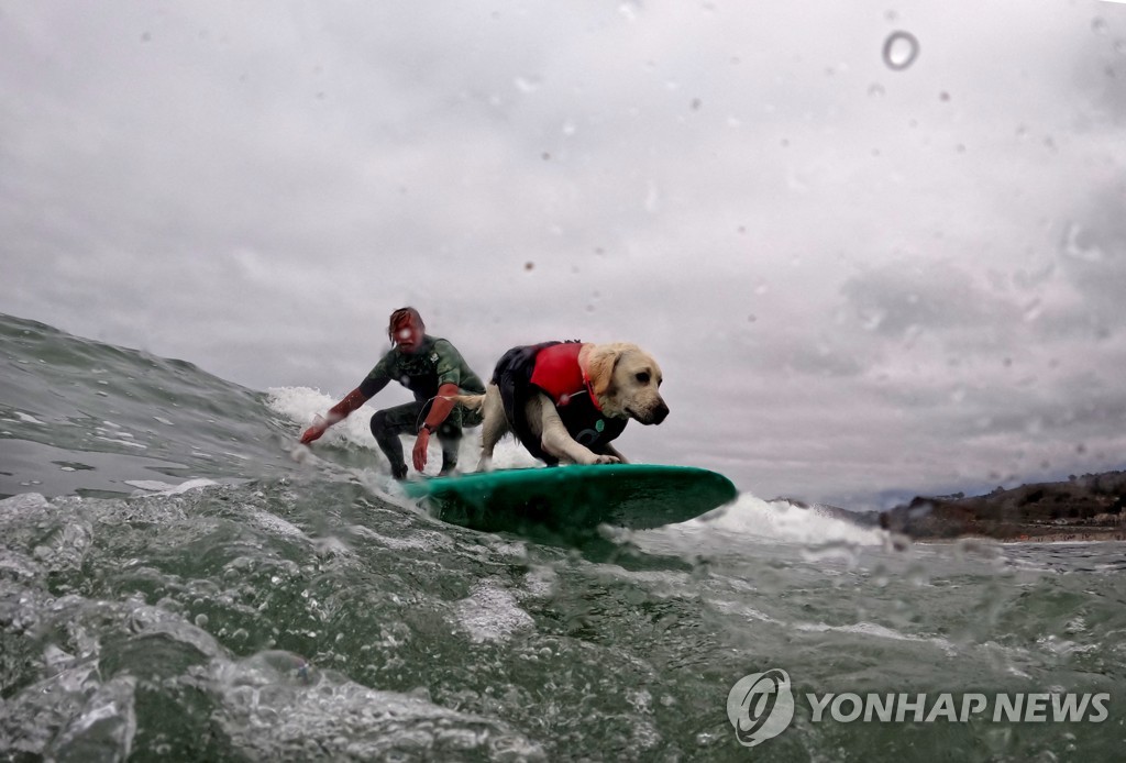 CALIFORNIA-SURFING/DOGS