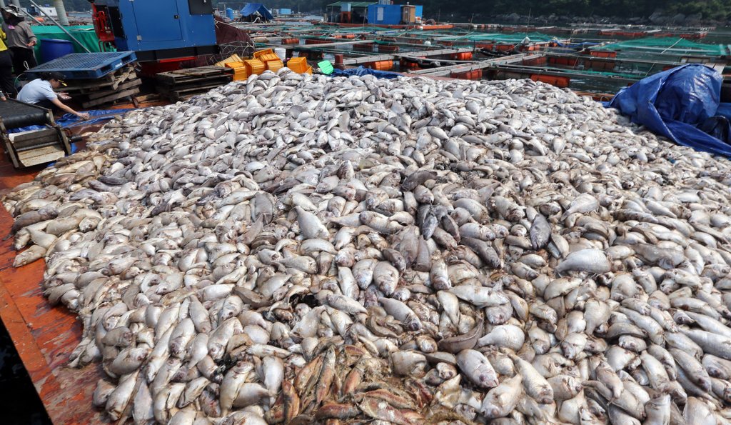 경남 통영시 산양읍 곤리도 인근 가두리 양식장에 폐사한 물고기가 산더미처럼 쌓여 있다. <<연합뉴스DB>>