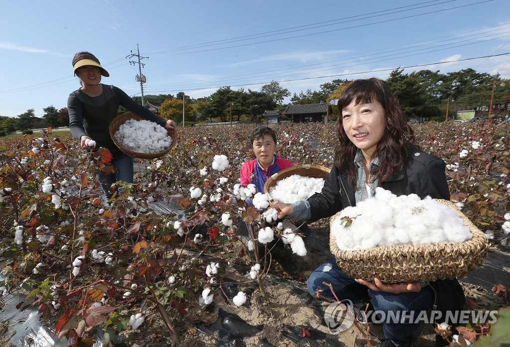 산청 목화 시배지의 목화 솜 수확 | 연합뉴스