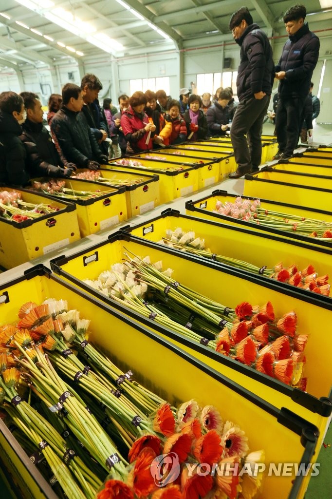 한파 이긴 꽃…졸업 시즌 앞두고 화훼공판장 활기 | 연합뉴스