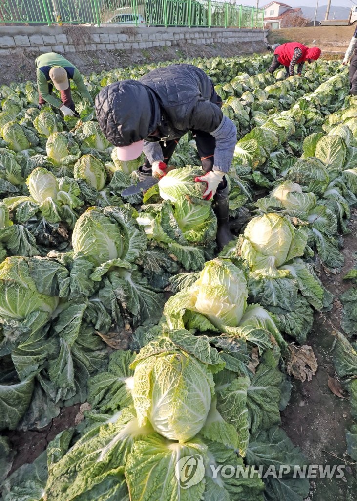 Chinese Cabbage Harvesting | Yonhap News Agency