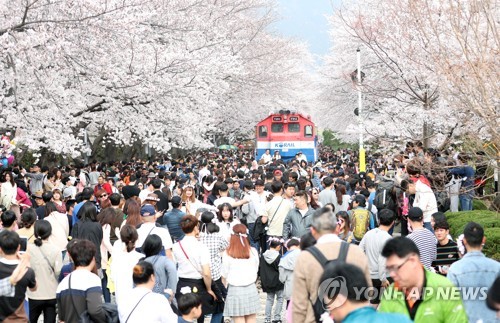 '벚꽃 도시 진해' 벚나무 개화…평년보다 1주일 빨라
