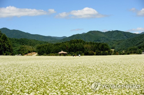 원주 부론면, 남한강 일대 7만여㎡에 '메밀꽃 천국' 조성