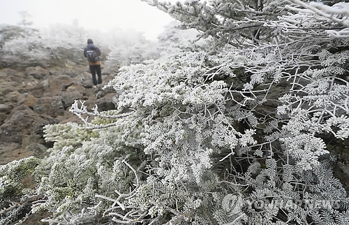 漢拏山に樹氷