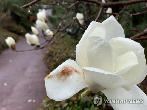 Fleurs de magnolia