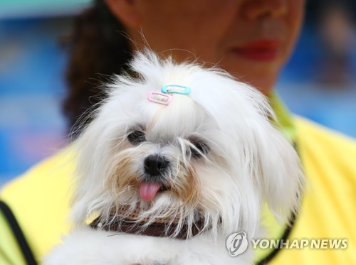 강아지 자료사진 / 연합뉴스