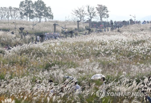 Annual Silver Grass Festival Canceled Amid Covid 19 Woes Yonhap News Agency