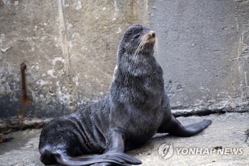 울릉도에 무슨 일이…멸종위기 물개·점박이물범 잇단 출현