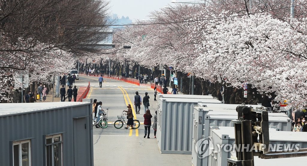 People enjoy cherry blossoms on Yeouido in Seoul on April 1, 2020. (Yonhap)