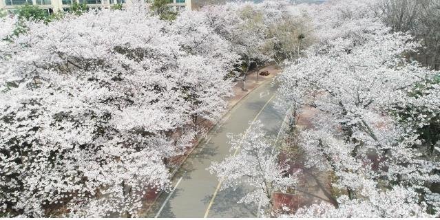 인천대공원에 만개한 벚꽃