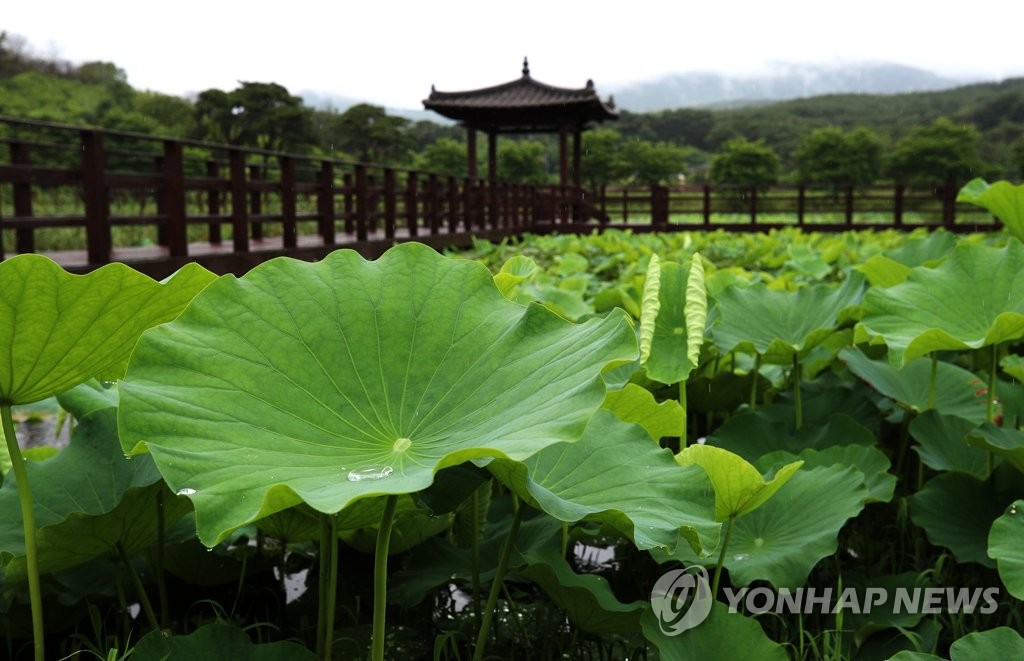 여름비 내리는 산청 장승배기생태공원