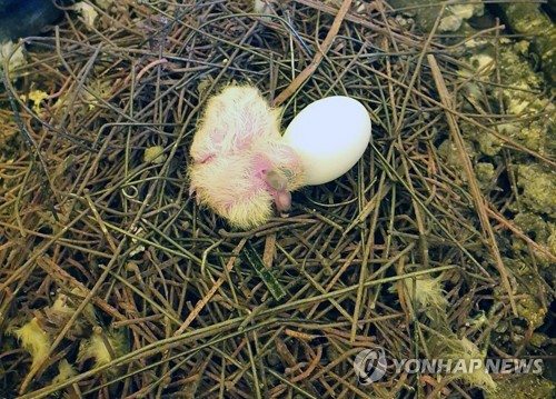 카메라뉴스] '철심 둥지' 속 비둘기 부화(종합) | 연합뉴스