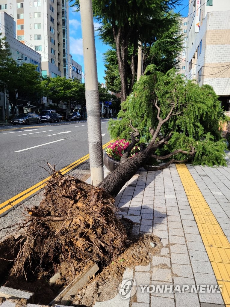 A tree is uprooted on a sidewalk in the southeastern city of Ulsan on Sept. 3, 2020, after the powerful Typhoon Maysak struck the area. (Yonhap)