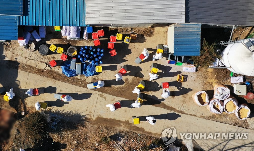 Officials cull chickens at a farm in Anseong, 77 kilometers south of Seoul, on Jan. 29, 2021. (Yonhap) 