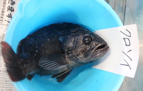 후쿠시마 앞바다 생선에서 또 기준치 초과 세슘 검출