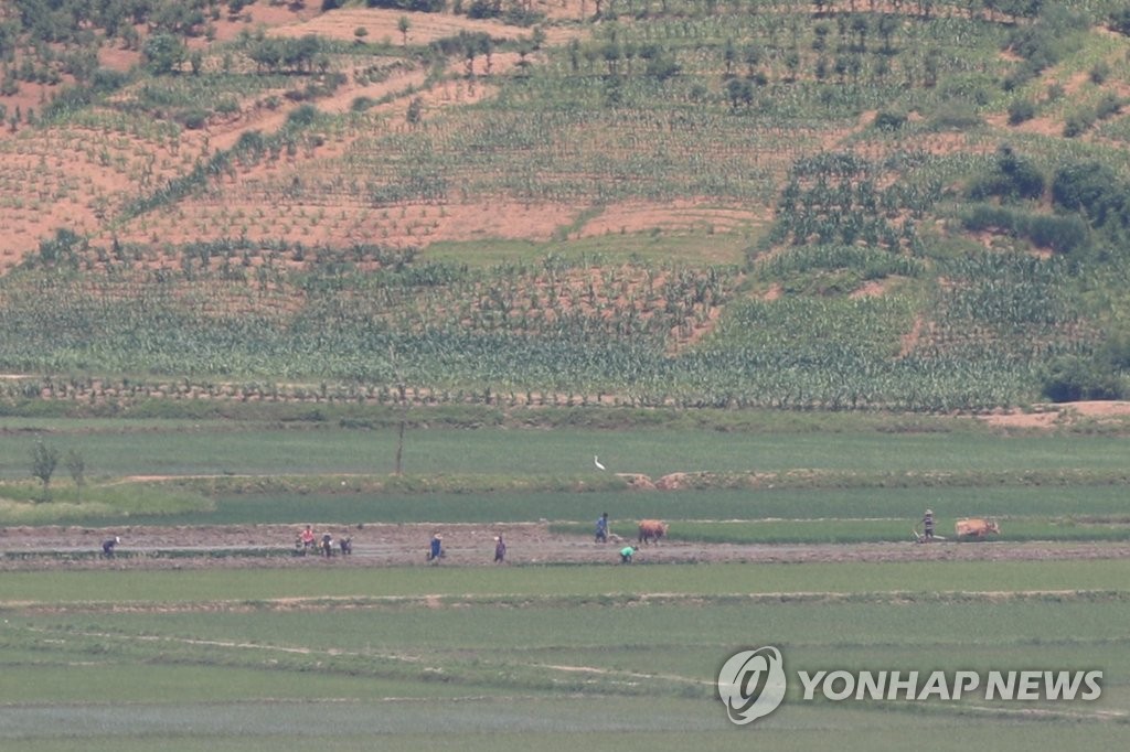 분주한 북한 들녘